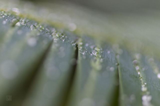 Tersiiska Leaves with Water Drops
