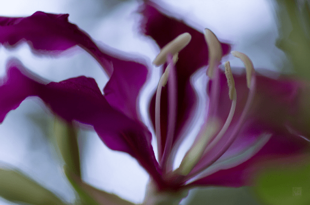 Tersiiska Caribean Beach Resort Flower